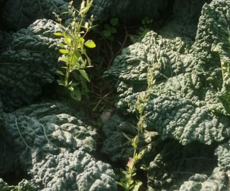 guida verdure a foglia verde