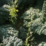 guida verdure a foglia verde