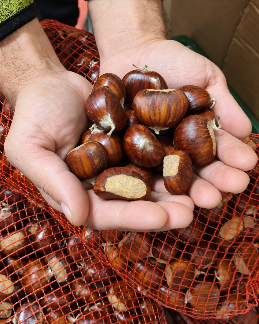 Lavoratore di Metelli Frutta che tiene in mano delle castagne